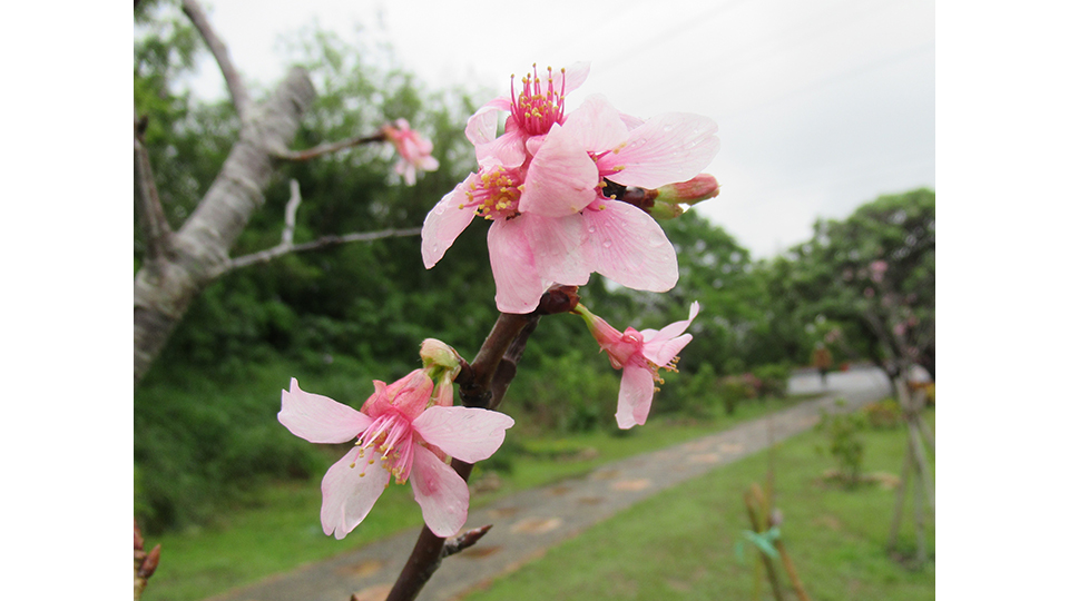 採納里民建議所種植的吉野櫻。